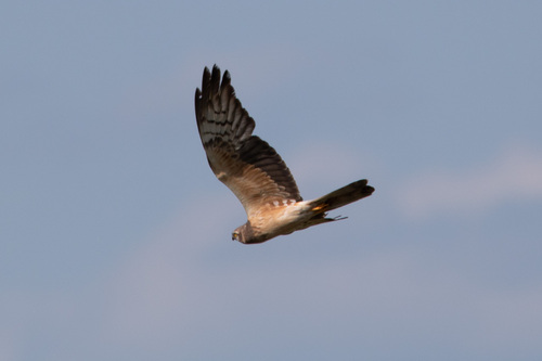 Aguilucho cenizo (Circus pygargus)