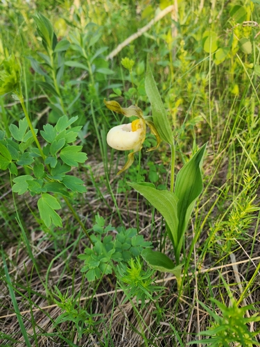 Andrews' Lady-slipper (Cypripedium ×)
