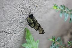 Methona confusa psamathe