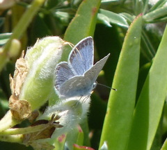 Icaricia icarioides parapheres