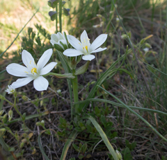 Ornithogalum umbellatum