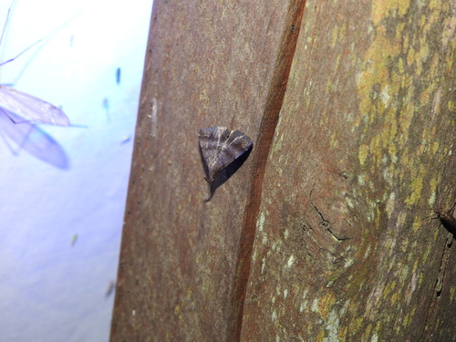Black-banded Owlet photo 6