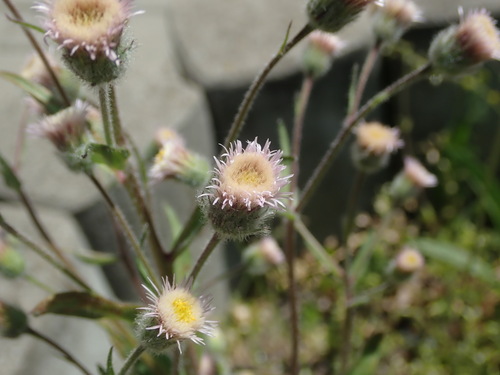 turica ostrá (Erigeron acris)