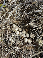 Sylvilagus cunicularius