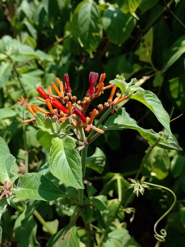 Balletilla (Hamelia patens)