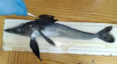 Jonah's Icefish photo 1