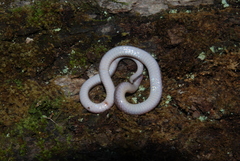 Carphophis amoenus helenae