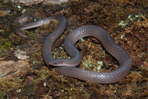 Common Wormsnake