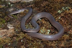 Carphophis amoenus helenae