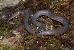 Carphophis amoenus helenae