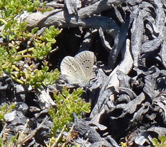 Icaricia icarioides parapheres