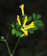 Pseudofumaria lutea