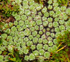 Pterygopappus lawrencei