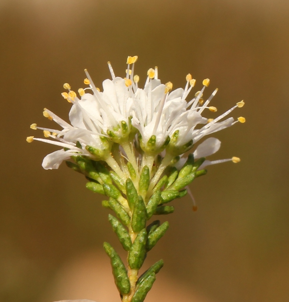 Cape Buchu (Eastford 7 & 8 Plaaslike Inheemse Plante) · iNaturalist