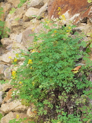 Pseudofumaria lutea
