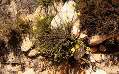 Osteospermum asperulum