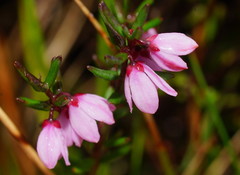 Tetratheca procumbens