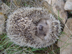 Atelerix algirus vagans