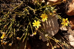 Osteospermum asperulum