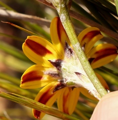 Osteospermum asperulum
