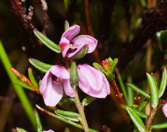 Tetratheca procumbens