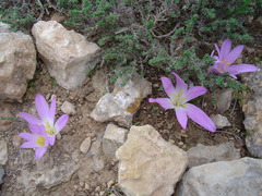 Colchicum filifolium