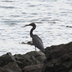 Egretta sacra albolineata