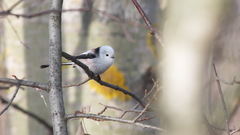 Aegithalos caudatus caudatus