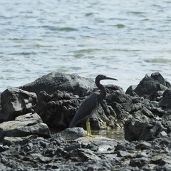 Egretta sacra albolineata