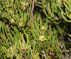 Hakea epiglottis