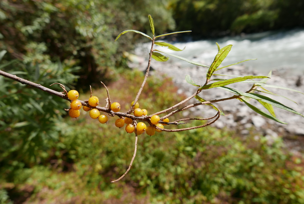 Hippophae salicifolia