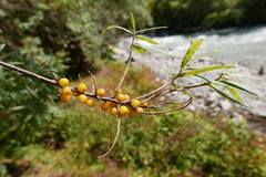 Hippophae salicifolia