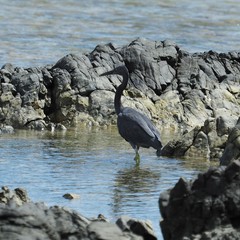 Egretta sacra albolineata