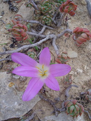 Colchicum filifolium