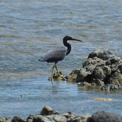 Egretta sacra albolineata