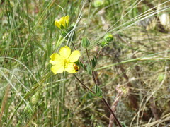 Potentilla pedata
