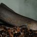 West African Lungfish - Photo (c) Takada@mex, some rights reserved (CC BY-SA)