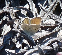Icaricia icarioides parapheres