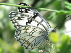 Melanargia arge