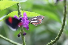 Heliconius atthis