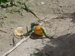 Podarcis pityusensis formenterae