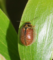 Paropsisterna agricola