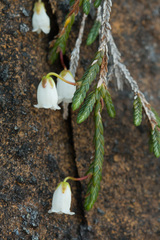 Cassiope lycopodioides