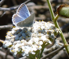 Icaricia icarioides parapheres