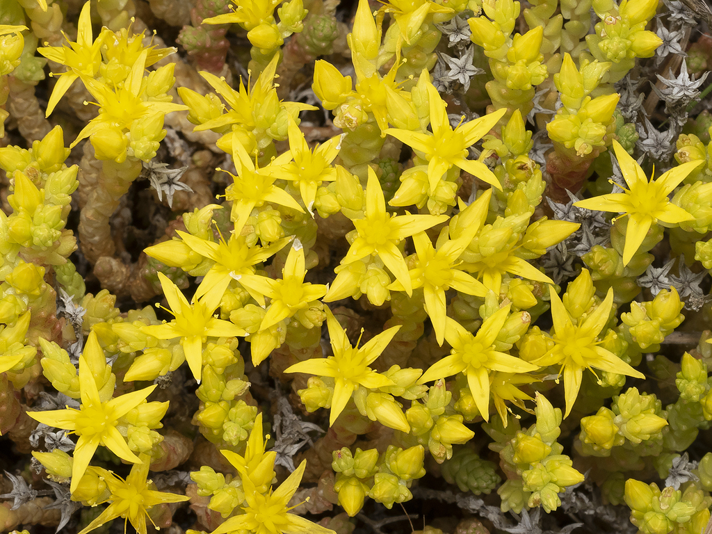 biting-stonecrop-from-oatlands-tas-7120-australia-on-december-23-2019