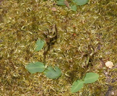 Chiloglottis gunnii