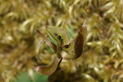 Chiloglottis gunnii
