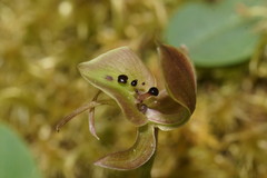 Chiloglottis gunnii