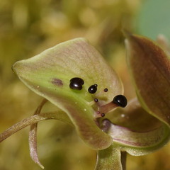 Chiloglottis gunnii