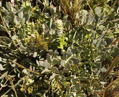 Senecio pauciflosculosus